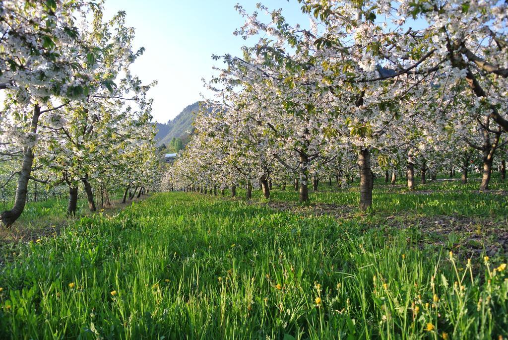 Agriturismo Bortolotti Pergine Valsugana Exterior foto