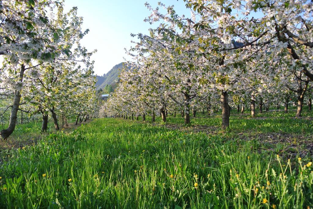 Agriturismo Bortolotti Vila Pergine Valsugana Exterior foto